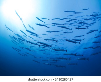 School of shiny Great Barracuda Fish in the sea, fishes swimming around warm water tropical coral reefs. Tropical corals reef life under deep blue Andaman Sea. Sea Life of Indo Pacific Ocean seabed. - Powered by Shutterstock