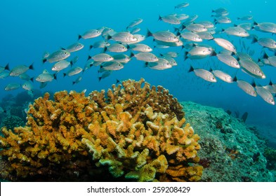 School Of Silver Fish , Coral Reefs Of Sea Of Cortez, Pacific Ocean. Cabo Pulmo National Park, Baja California Sur, Mexico. Cousteau Named It The World's Aquarium.