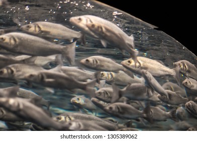 School of Silver Gray Fish