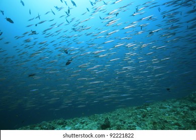 School Of Small Fish