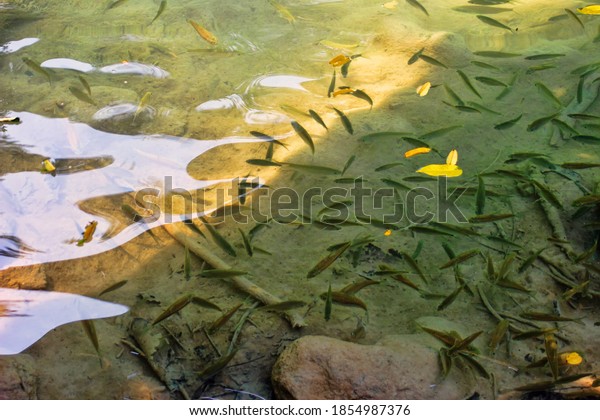 A school of small fish feeds on insects from\
the surface of the pond. Apparently, mostly Cyprinidae: barbs\
(Barbus) and danios (Danio). Laos\
nature