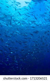 A School Of Small Fish Shot In The Ocean