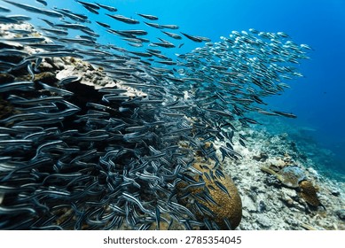 School of small silver fish with horizontal black stripes on coral reef