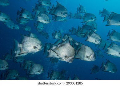 A School Of Spade Fish
