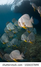 A School Of Spade Fish Swimming Into The Current