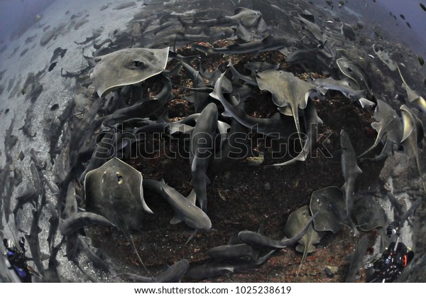 School\
of Sting Rays in Sharks in Feeding Frenzy in\
Japan