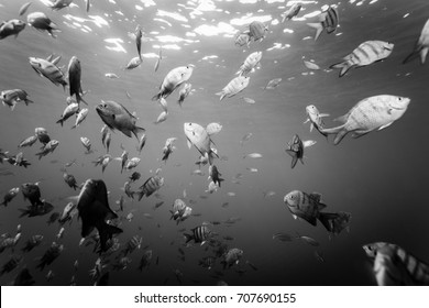 School Of Striped Fish Circle Around Diver Black And White