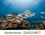 School of striped large-eye bream fish or Gnathodentex aureolineatus with sunbeam shining above hard coral reef. Beautiful underwater landscape of North Andaman, a famous dive site in Thailand.