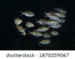 School of Striped Large-Eye Bream (Gnathodentex aureolineatus). Underwater world of Indian Ocean, Maldives 