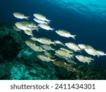 School of Striped Large-Eye Bream, Gnathodentex aureolineatus. Coral Reef Life Under Tropical Indo-Pacific Ocean.