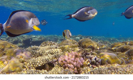 School Of Surgeonfish Swimming Above Top Of Coral Reef In Sun Rays. Red Sea Clown Surgeon (Acanthurus Sohal).Red Sea, Egypt