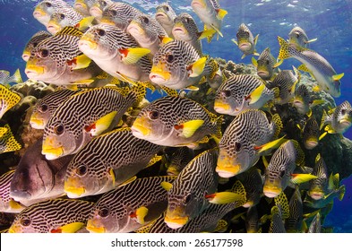 School Of Sweet-lips, Great Barrier Reef, Australia