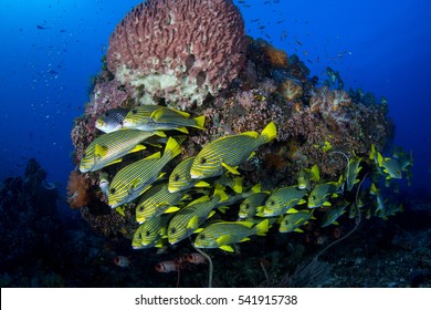 School Of Sweet-lips, Komodo, Indonesia