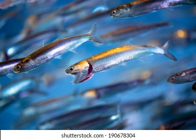 School Of Swimming Anchovies