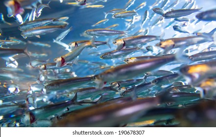 School Of Swimming Anchovies