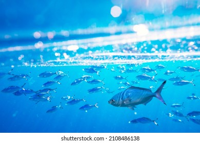 School Of Swimming And Feeding Caesio Suevica Fish In The Red Sea Water Surface. Underwater Photography, Scuba Diving And Snorkeling Background