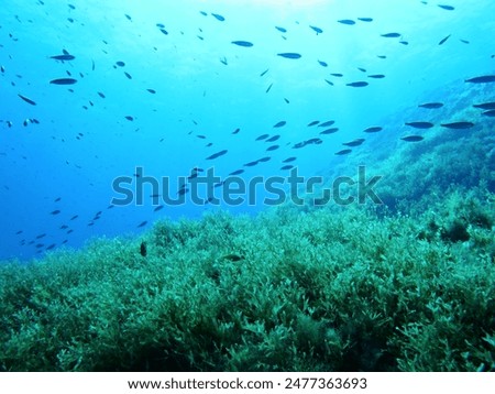 School of swimming fish in the ocean under the sun. Sea surface with the sun, algae and blue sea background. Aquatic wildlife, travel photo. Scuba diving with the marine life, underwater photography.