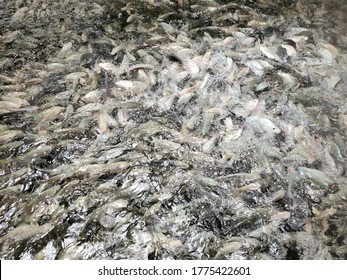 328 Tilapia School Images, Stock Photos & Vectors | Shutterstock