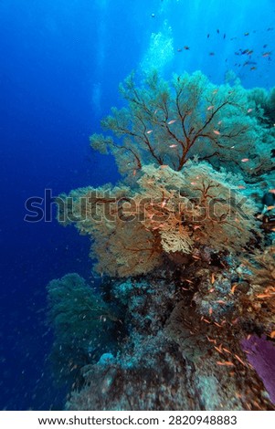 School of tiny colorful anthia fish, Anthias anthias, swim in clear blue waters just above their home on a tropical coral reef