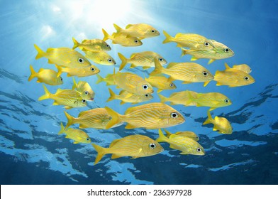 School Of Tropical Fish, French Grunt, With Sunlight Through Water Surface, Caribbean Sea