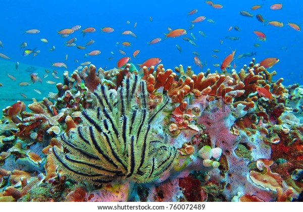 カラフルな水中サンゴ礁の上の熱帯魚群 海の野生生物を使ったスキューバダイビング 魚で礁の上をいびきをかいているユリ サンゴ アンチアス魚 の写真素材 今すぐ編集