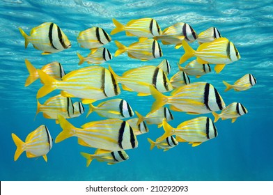 School Of Tropical Fish, Porkfish Anisotremus Virginicus Near Water Surface, Caribbean Sea