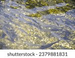 School of trout in cloudy water - fish pond for fishing