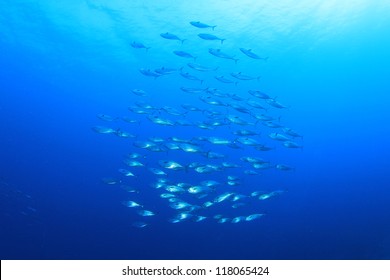 School Of Tuna Fish In The Ocean