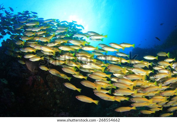 School yellow fish (Bigeye\
Snappers)