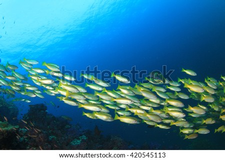 School Yellow Snapper fish on coral reef in blue ocean