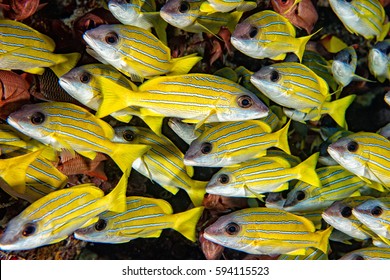 School Of Yellow Snapper Lutjanidae While Diving Maldives