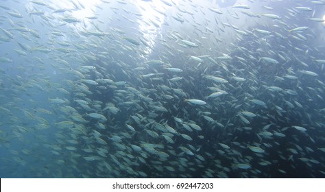 A School Of Yellow Tail Snapper Fish.
