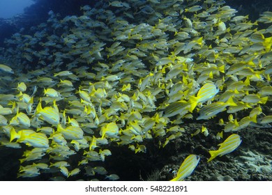 School Of Yellow Tail Snapper, Maldives