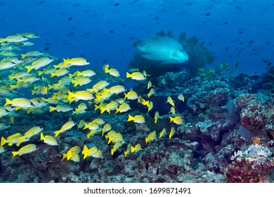 A school of yellow-and-blue perch (Lutjanus kasmira) and a Napoleon fish swim over a coral reef surrounded by blue water and other small fish. Philippines