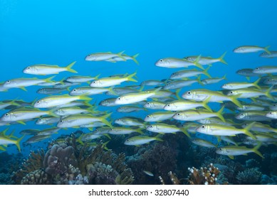 A school of Yellowfin goatfish (Mulloidichthys vanicolensis). Red Sea, Egypt.