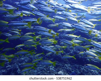 School Of Yellowtail Fish