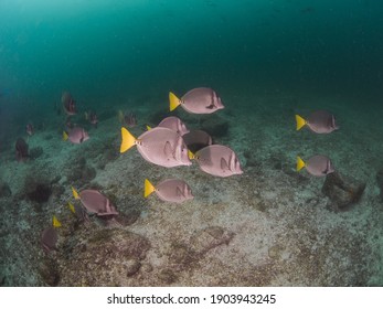 School Of Yellowtail Surgeonfish (La Paz, Baja California Sur, Mexico)