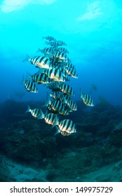 School Of Zebra Fish 