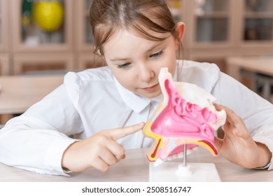 A schoolgirl studies an anatomical model of the human nasopharynx in a school class while sitting at her desk. High quality photo - Powered by Shutterstock