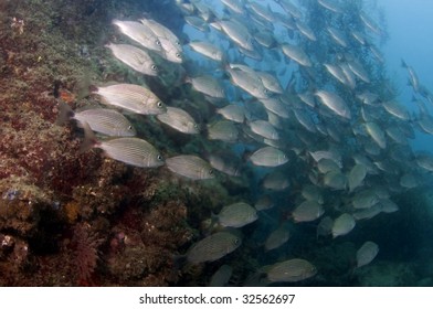 Schooling Fish