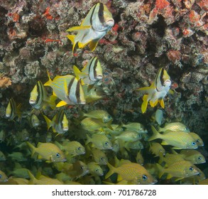 Schooling fish on a small tug boat wreck.