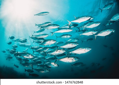 Schooling Fish Swimming In Clear Blue Ocean In The Wild, Sun Beams Shining Through The Surface