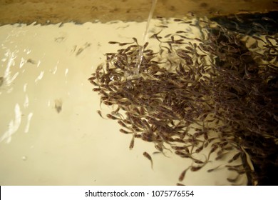 Baby Catfish Hd Stock Images Shutterstock