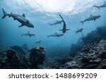 Schooling grey reef sharks, Ningaloo reef, Western Australia 