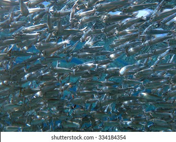 Schooling Juvenile Fish Under The Surface