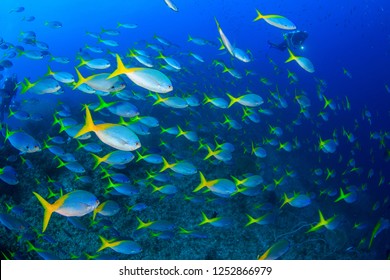 schooling yellow tail fusilier fish and diver underwater in Raja Ampat, West Papua, Indonesia