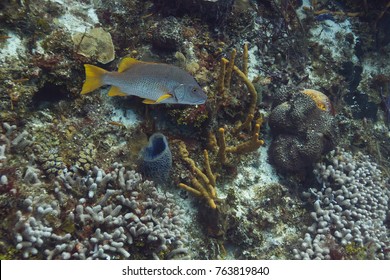 Schoolmaster fish swimming in a reef
