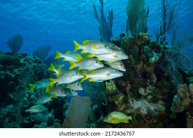 Schoolmaster snapper on coral reef at Little Cayman Island in the Caribbean - Shutterstock ID 2172436757