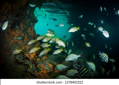 Schoolmaster Snappers, Mangrove Snappers, Sergeant Major Fish And Other Assorted Tropical Fish Congregate In The Thunderball Grotto Near Staniel Cay, Exuma, Bahamas