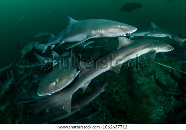 Schools of Banded\
Houd Sharks in Chiba,\
Japan
